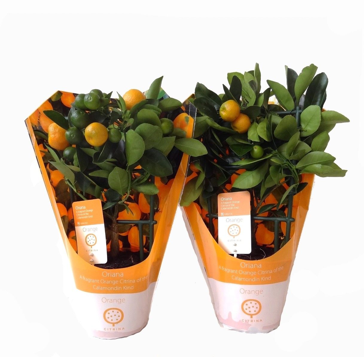 Citrus Calamondin rack/trellis carry-bag, D 12