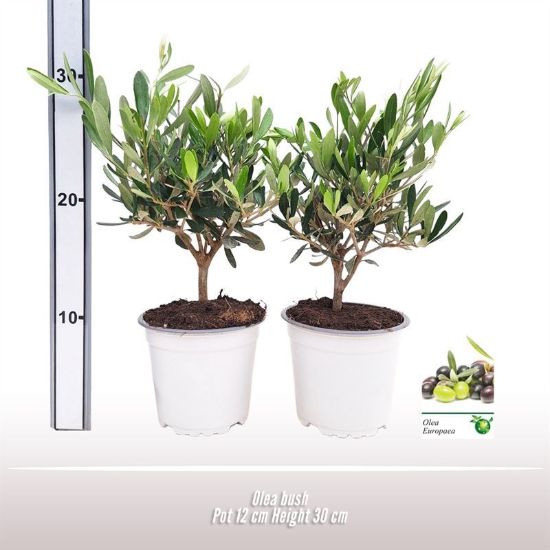 Olea struik, D 12 cm
