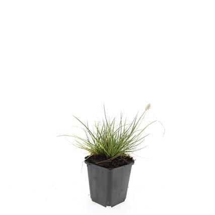 Pennisetum al. 'Little Bunny', D 9 cm