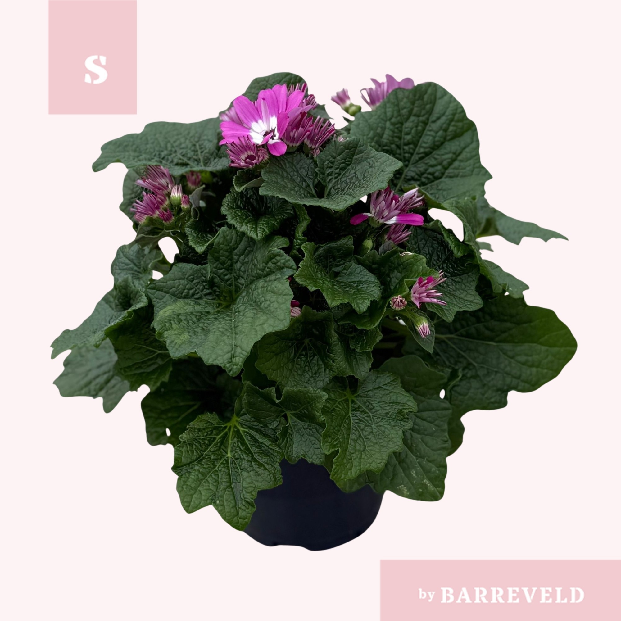 Pericallis Bicolor Rose, D 14