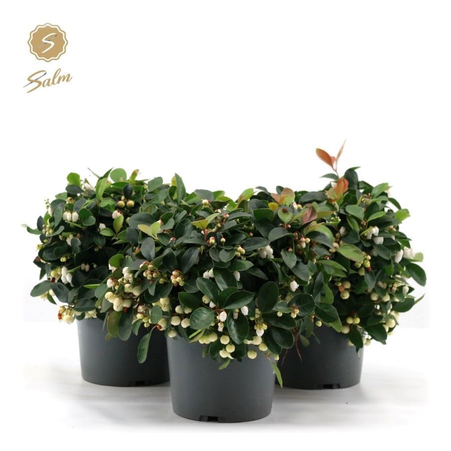 Gaultheria pr. 'Ciao Bella White'® P15, D 15 cm