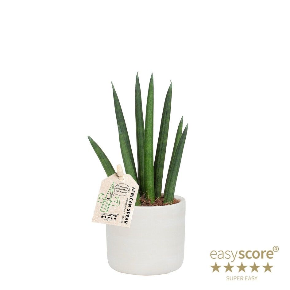 Raw Grey, Sansevieria ´Rocket´, D 7