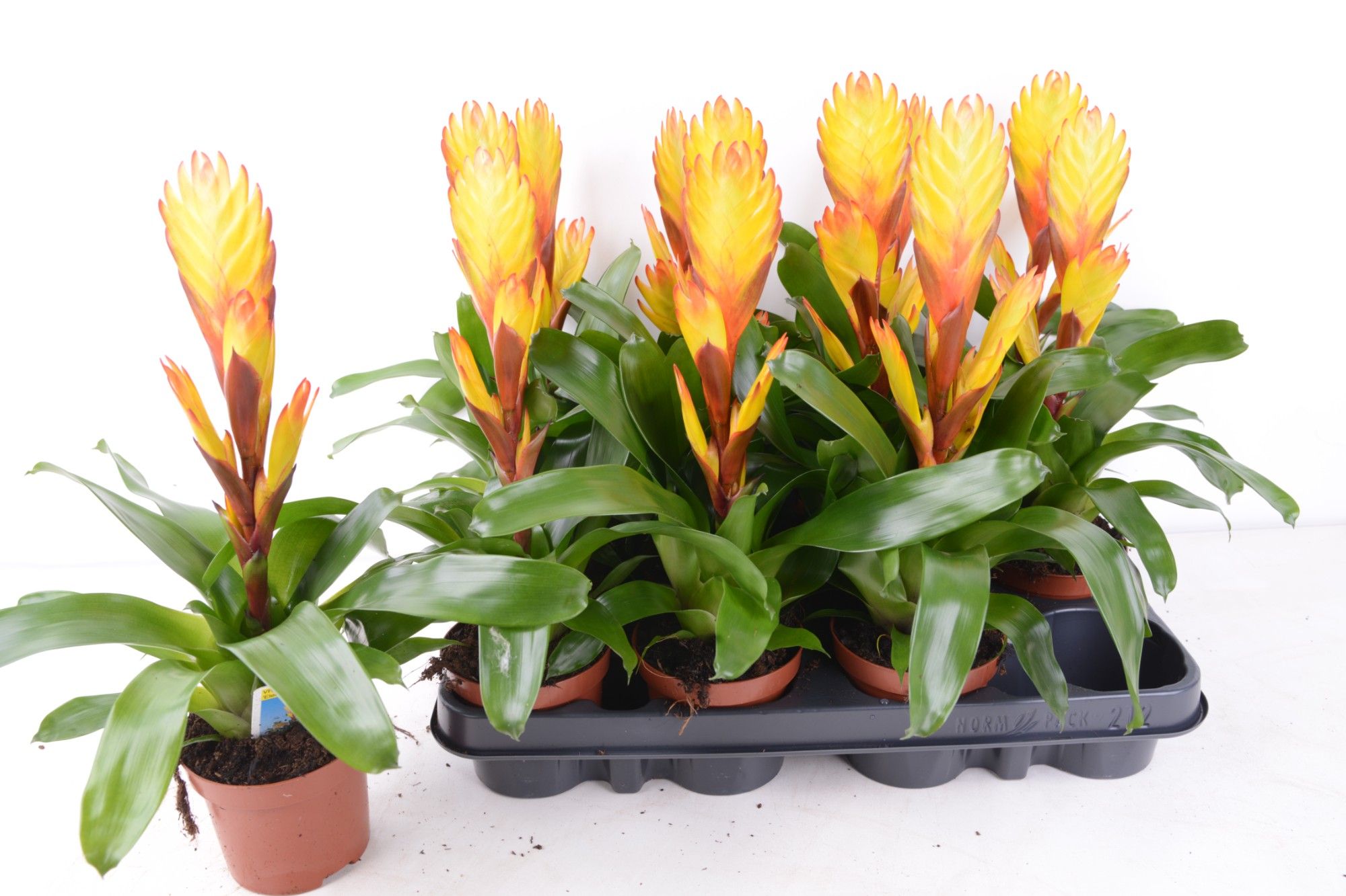 TO : P9 Vriesea Electric, D 9