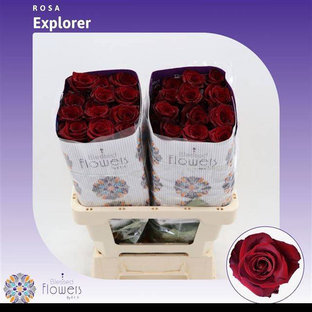 Роза од. Эксплорер 60 (красн.), шт.