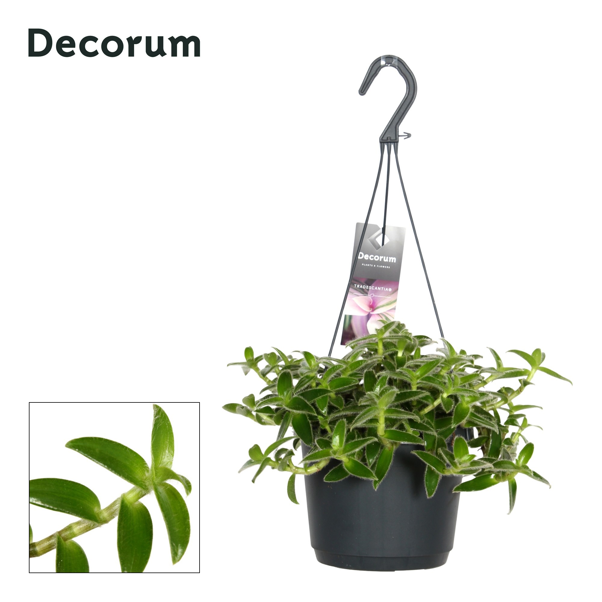 Tradescantia somaliensis 'Misty Hill', D 17