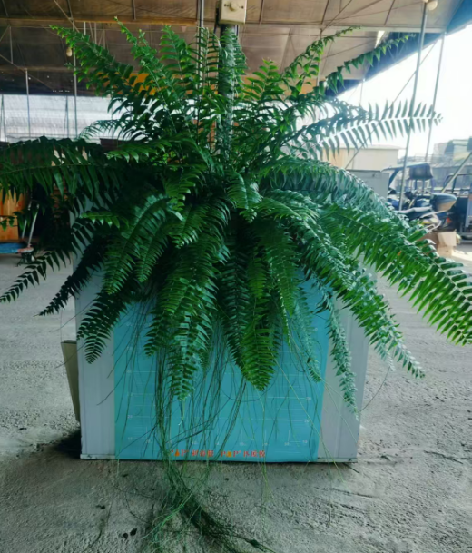 Блечнум ориентале Спешл Грейд Оверлорд Папоротник 18 120