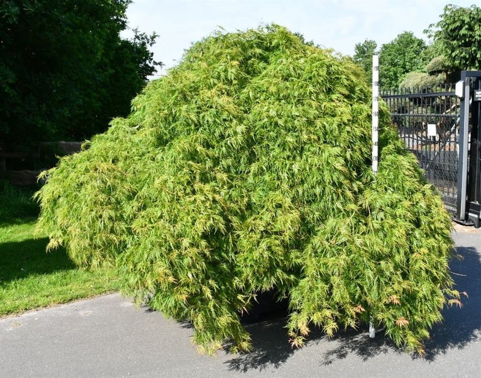 Acer pal. 'Green Lace', D 120