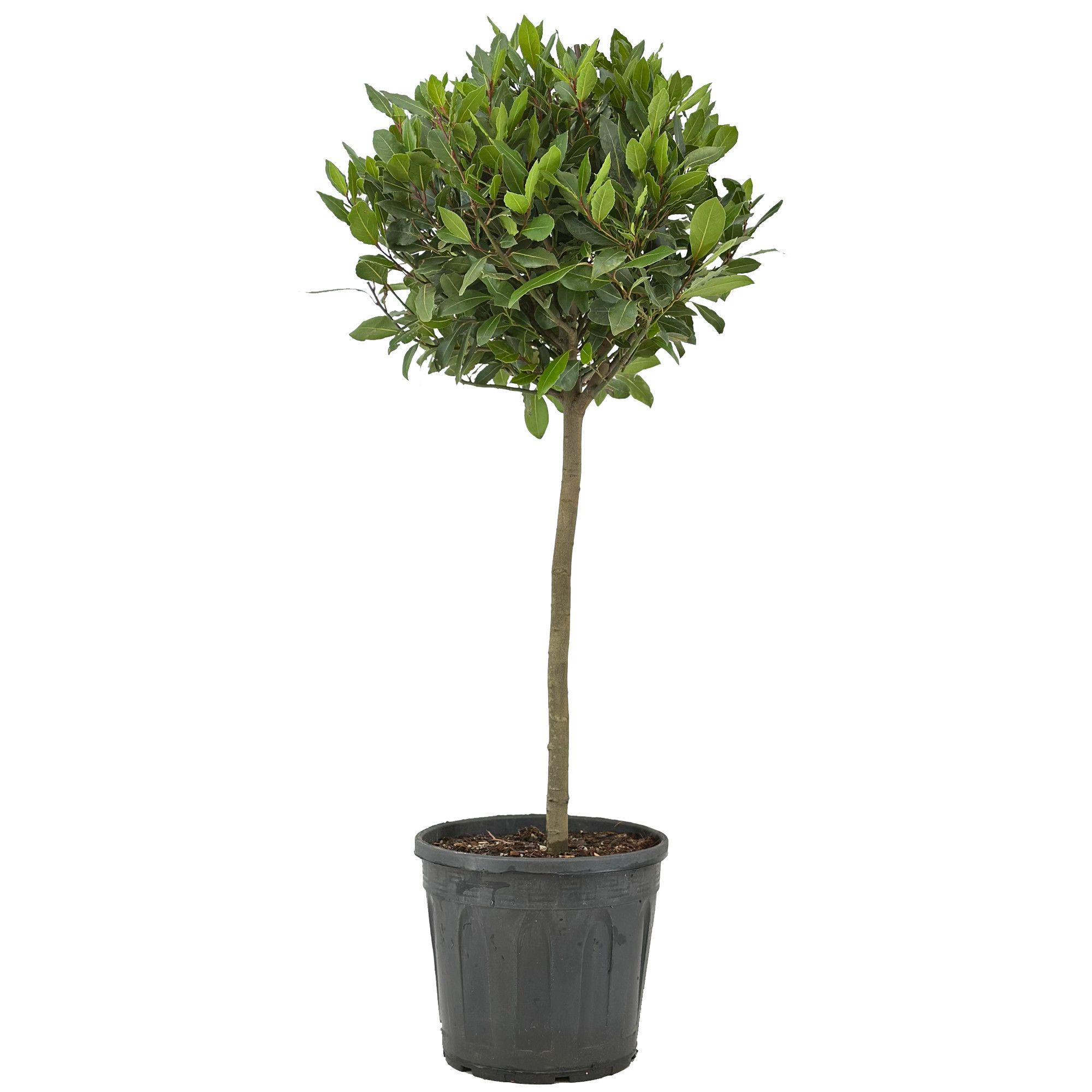 Laurus nobilis Bol op stam, D 30