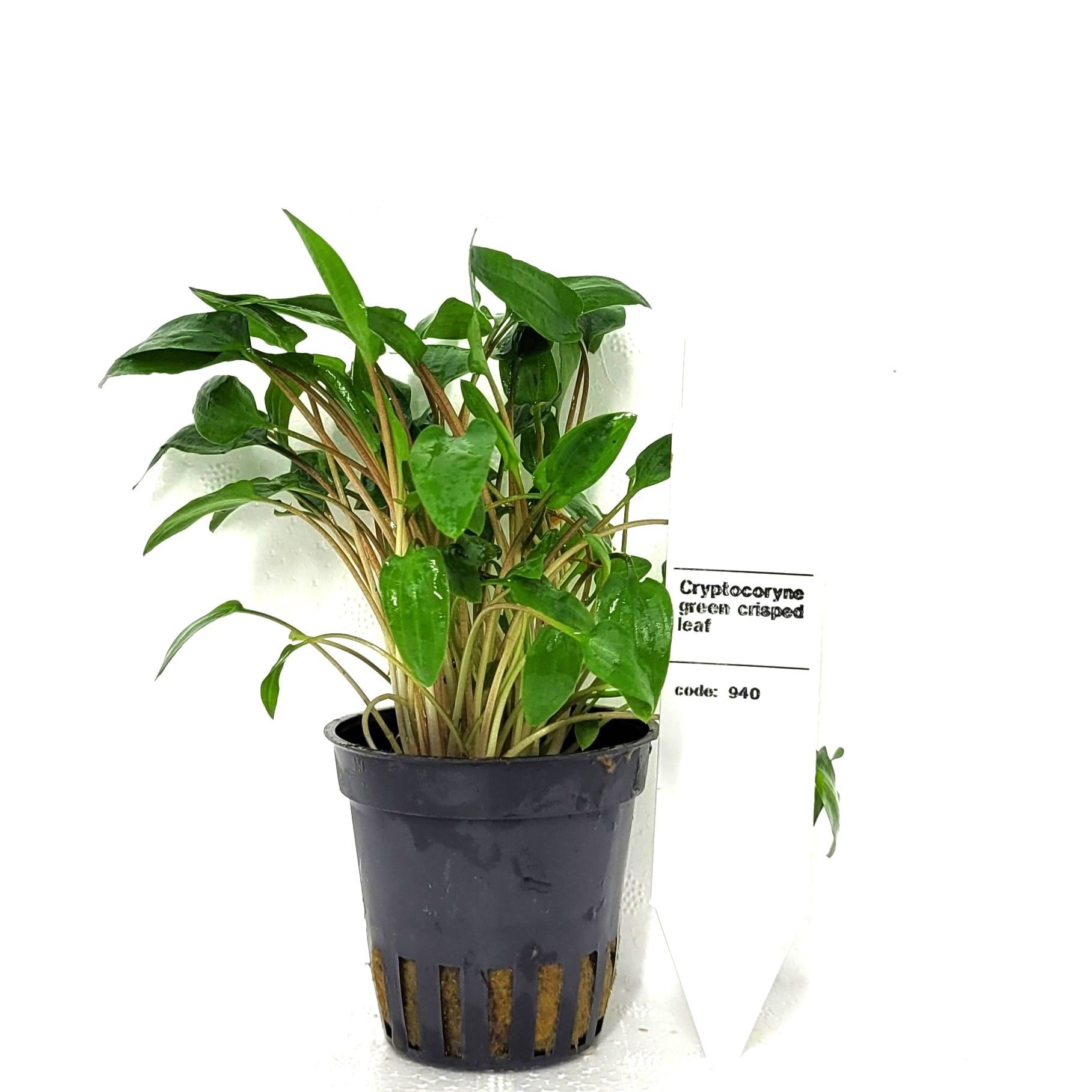 cryptocoryne wendtii (green), D 5