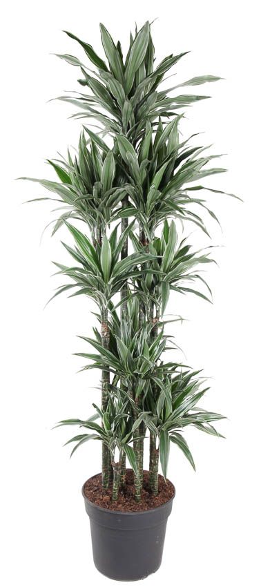 Dracaena Warneckei 150-carrousel, D 40