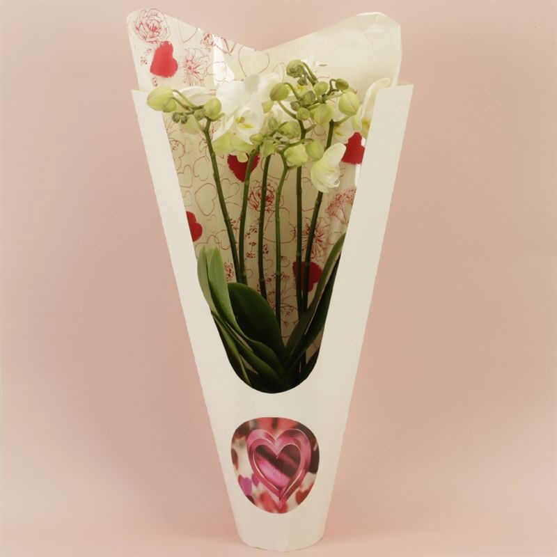 Phalaenopsis Anthura Inverness Wild 6 tak Inverness shorty Ceta Valentine luxury, D 12