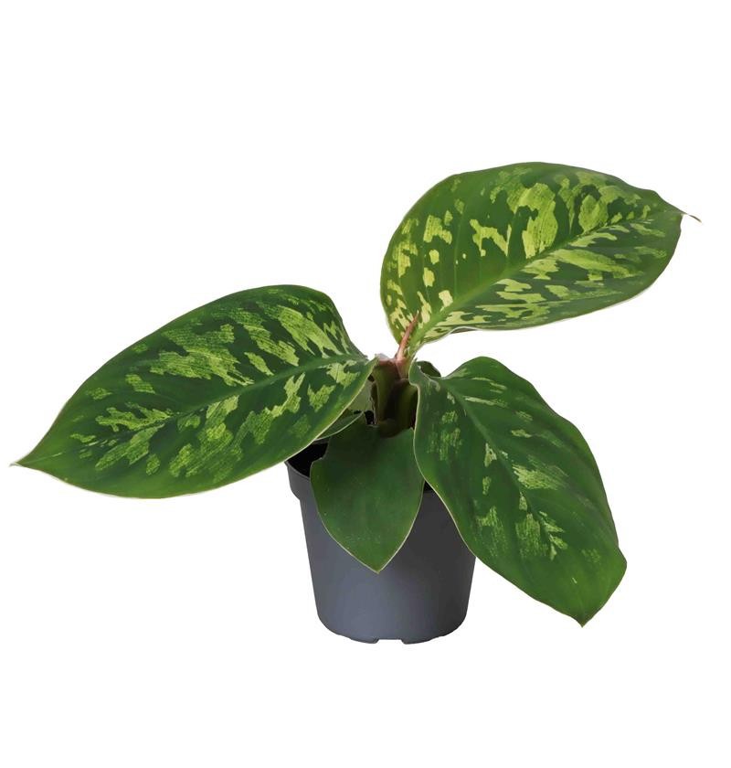 HOMALOMENA HYBRIDA 'CAMOUFLAGE', D 6