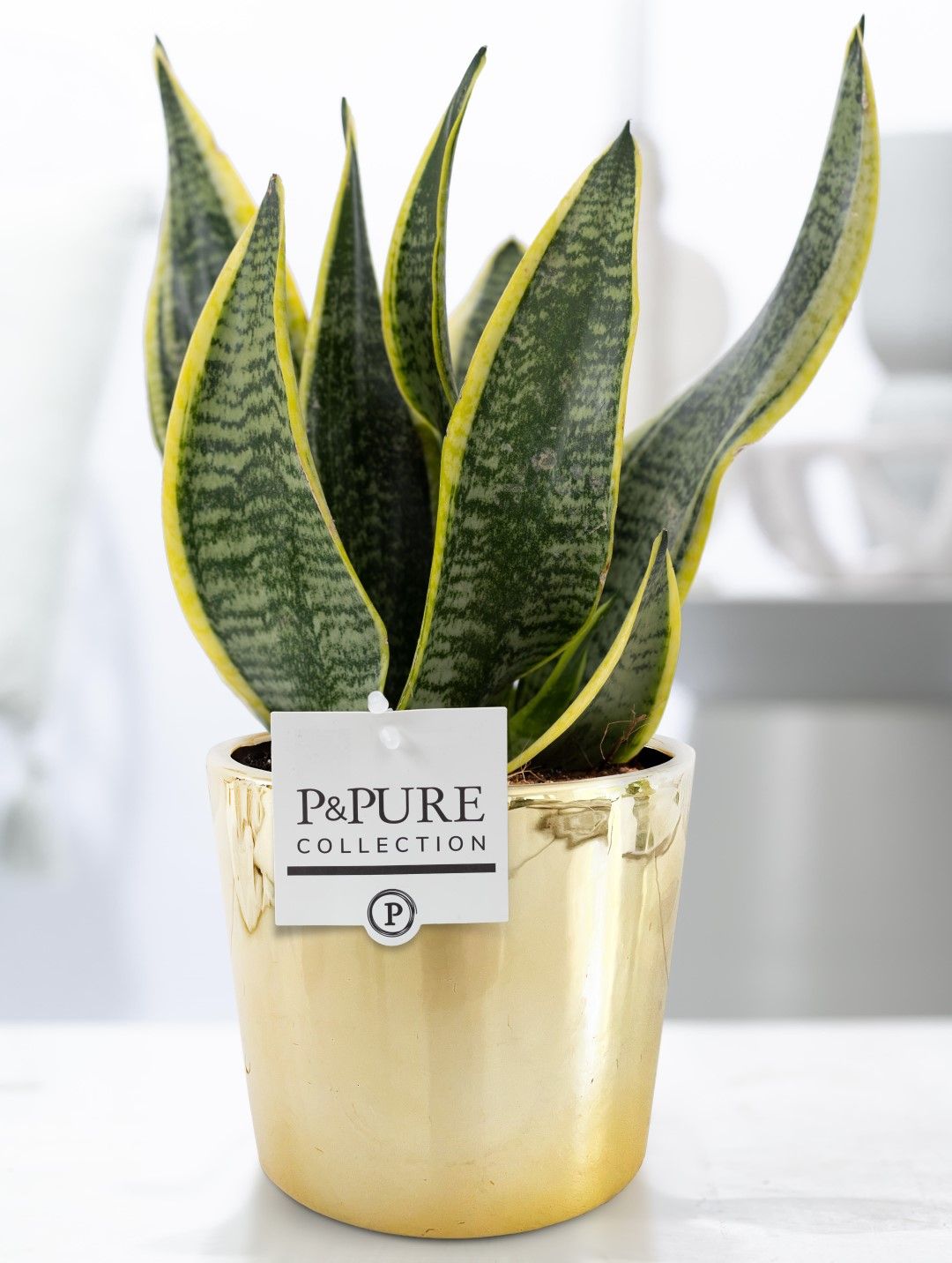 Sansevieria Trif. "Fut. S" in P&PURE Laryssa ceramics shiny gold, D 12