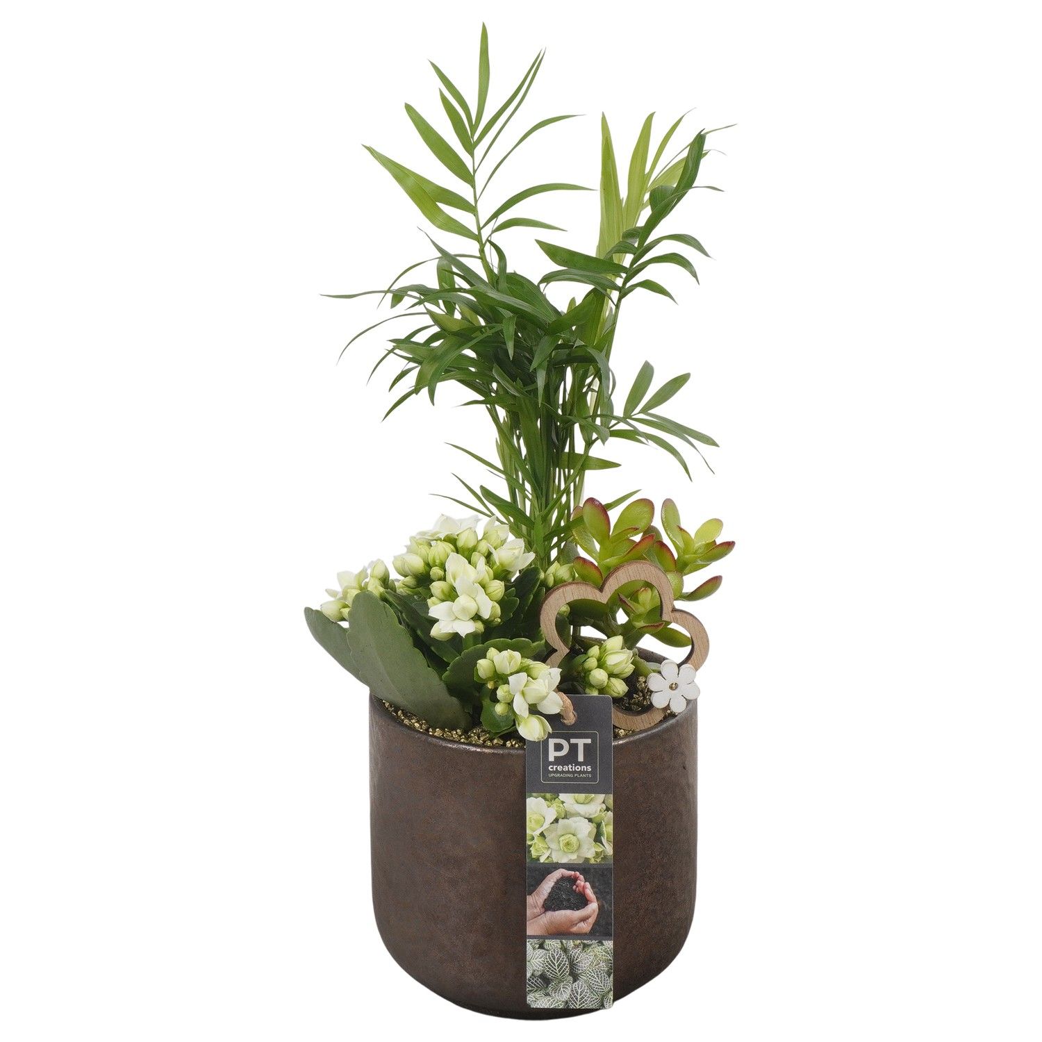PTIB6456 Arrangement Indoor in keramiek pot, D 13 cm PTIB6456 Arrangement Indoor in keramiek pot, D 13 cm