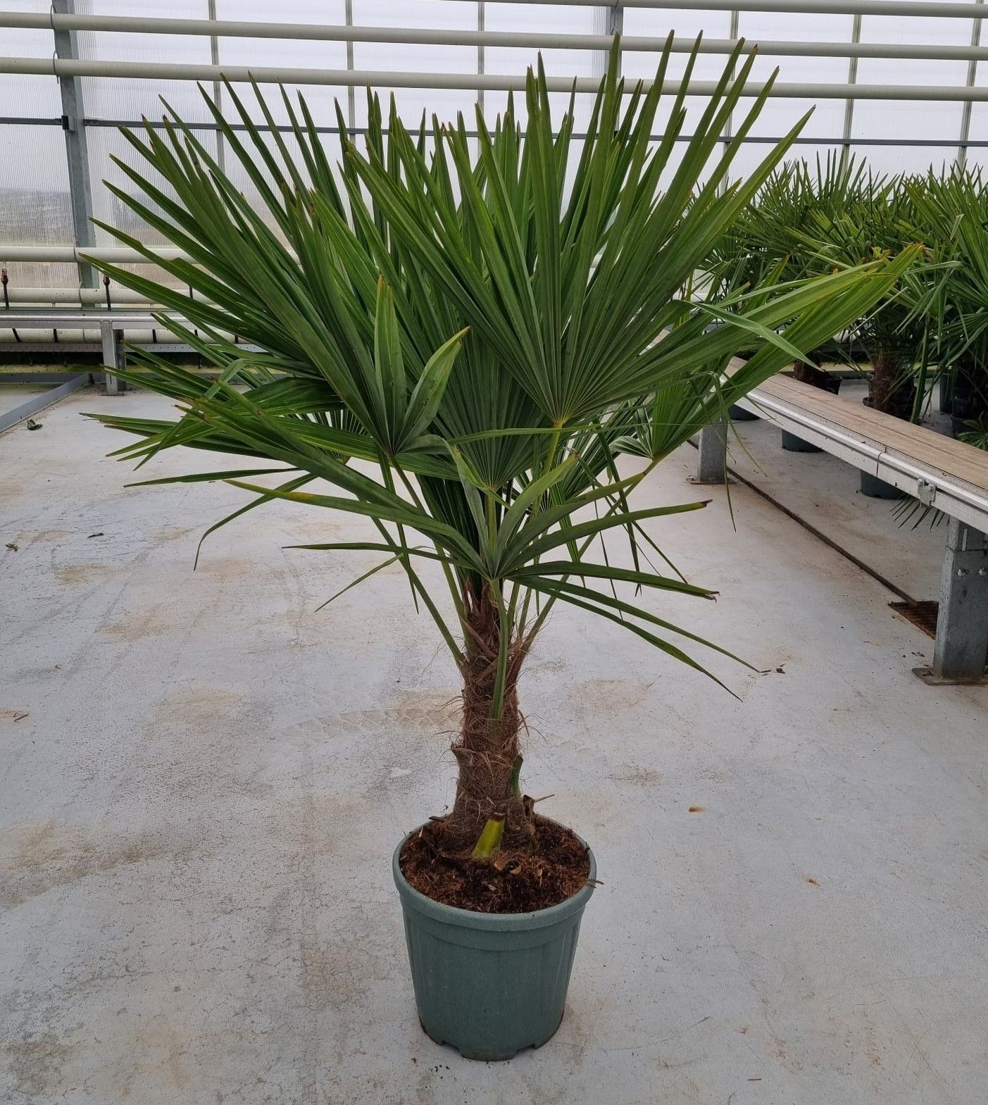Trachycarpus fortunei, D 32