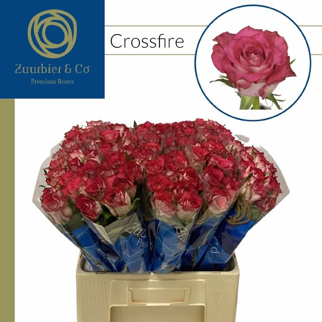 Роза од. Кроссфае 60, шт.