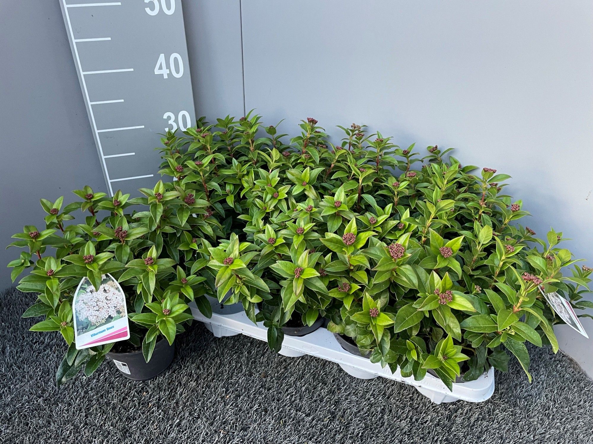 Viburnum tinus Wit, D 13