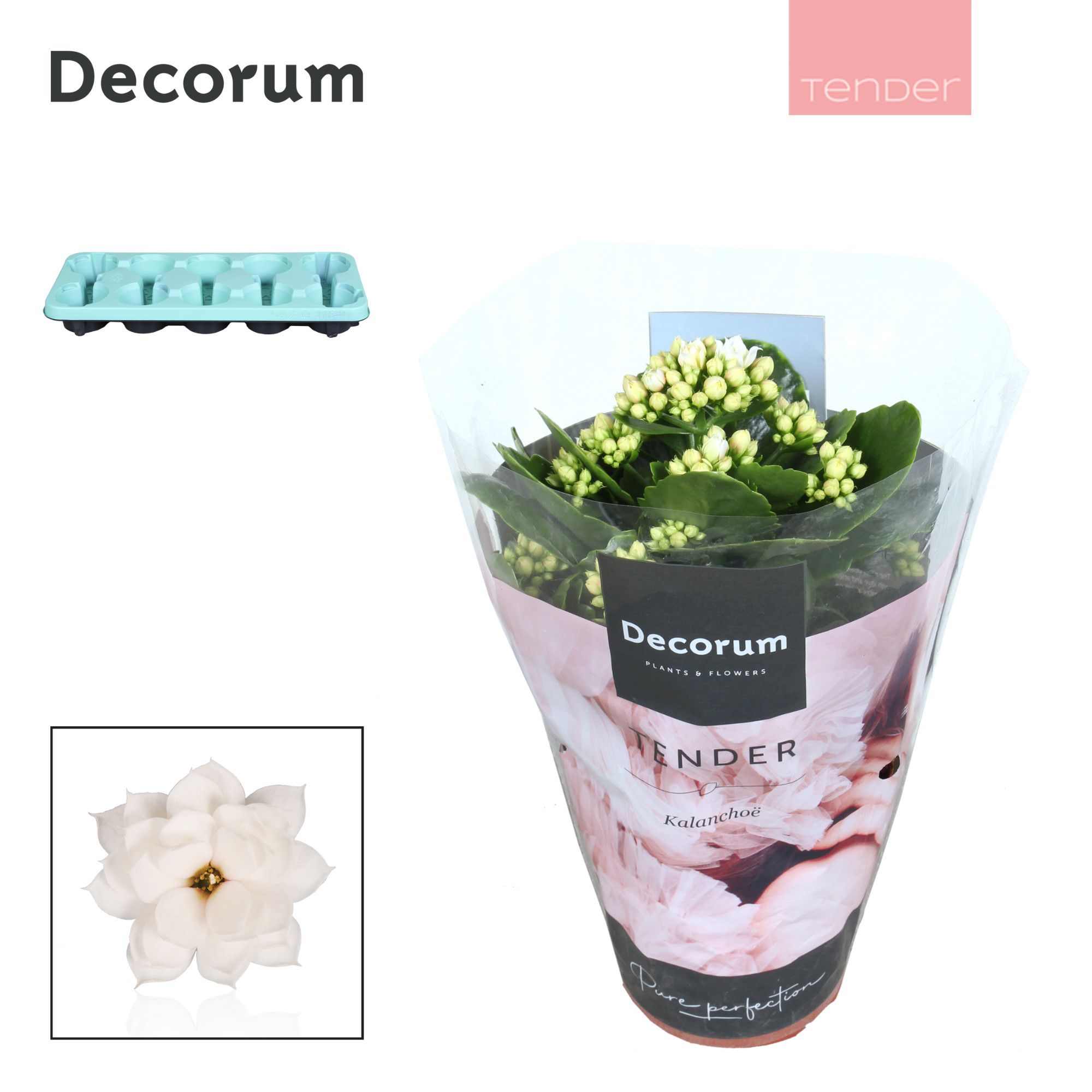 Kalanchoe Decorum TENDER - Serenity Silk, D 10,5 cm Kalanchoe Decorum TENDER - Serenity Silk, D 10,5 cm