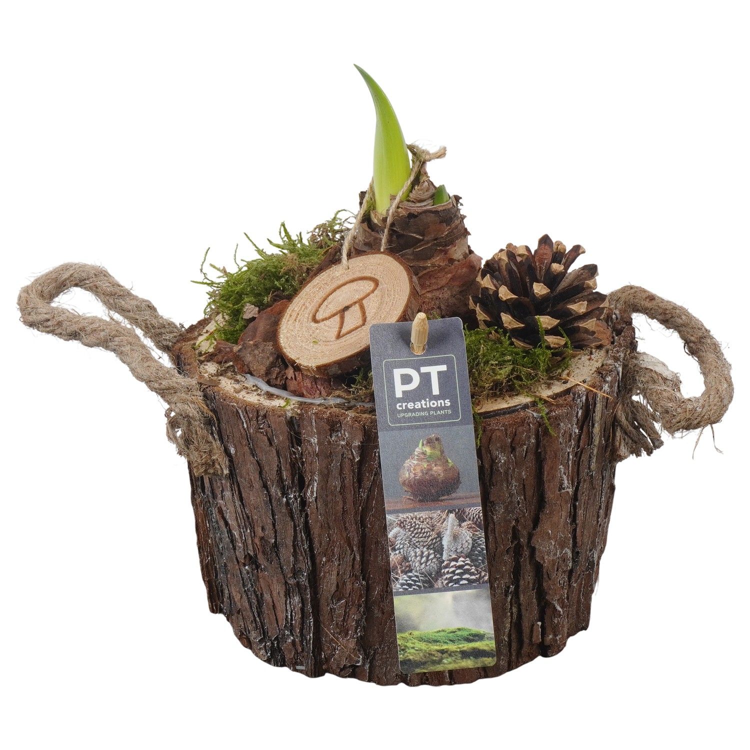 PTAA7541 Arrangement Amaryllis in houten bak, D 16 cm