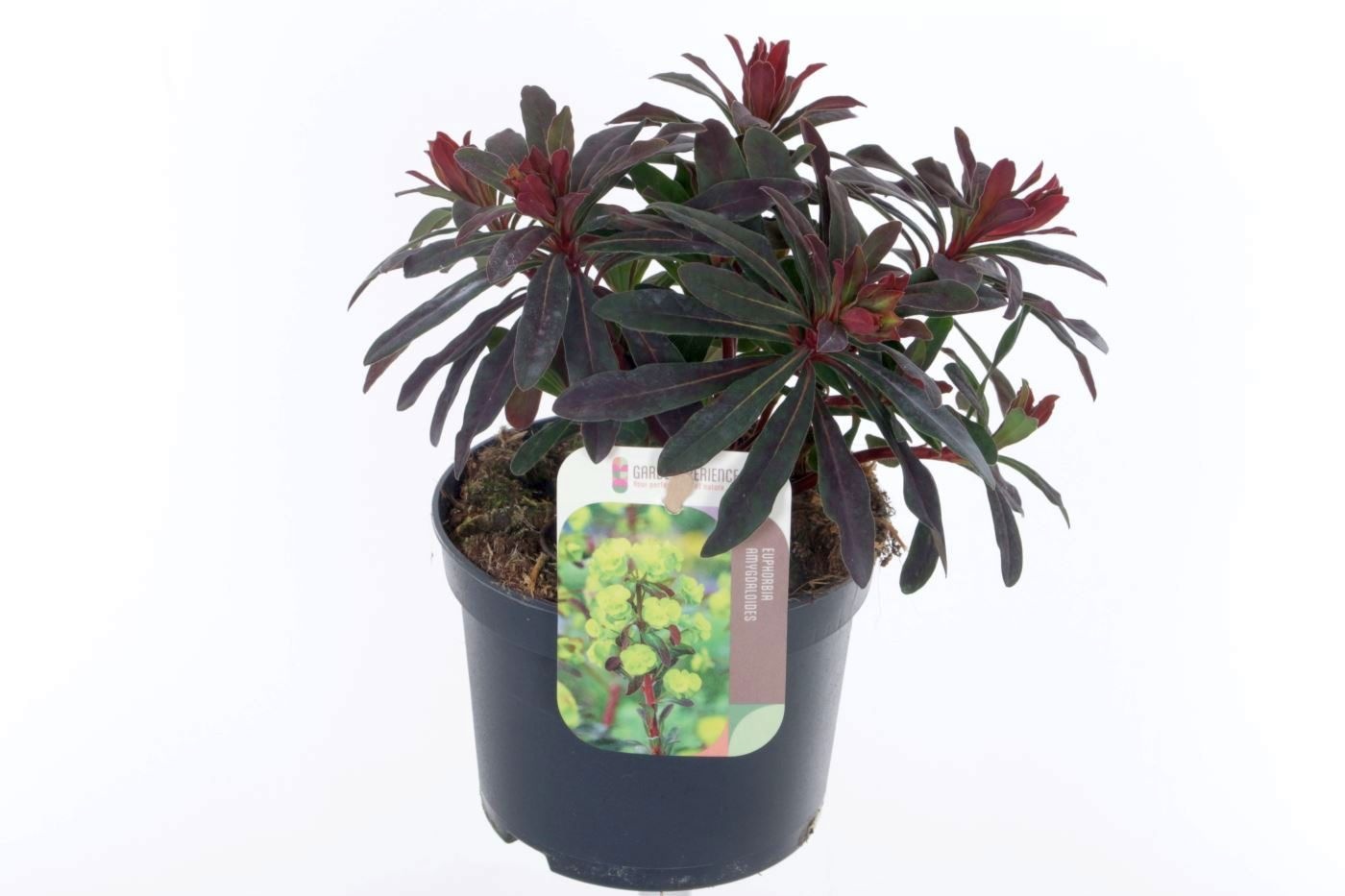 Euphorbia amyg. Purpurea, D 13