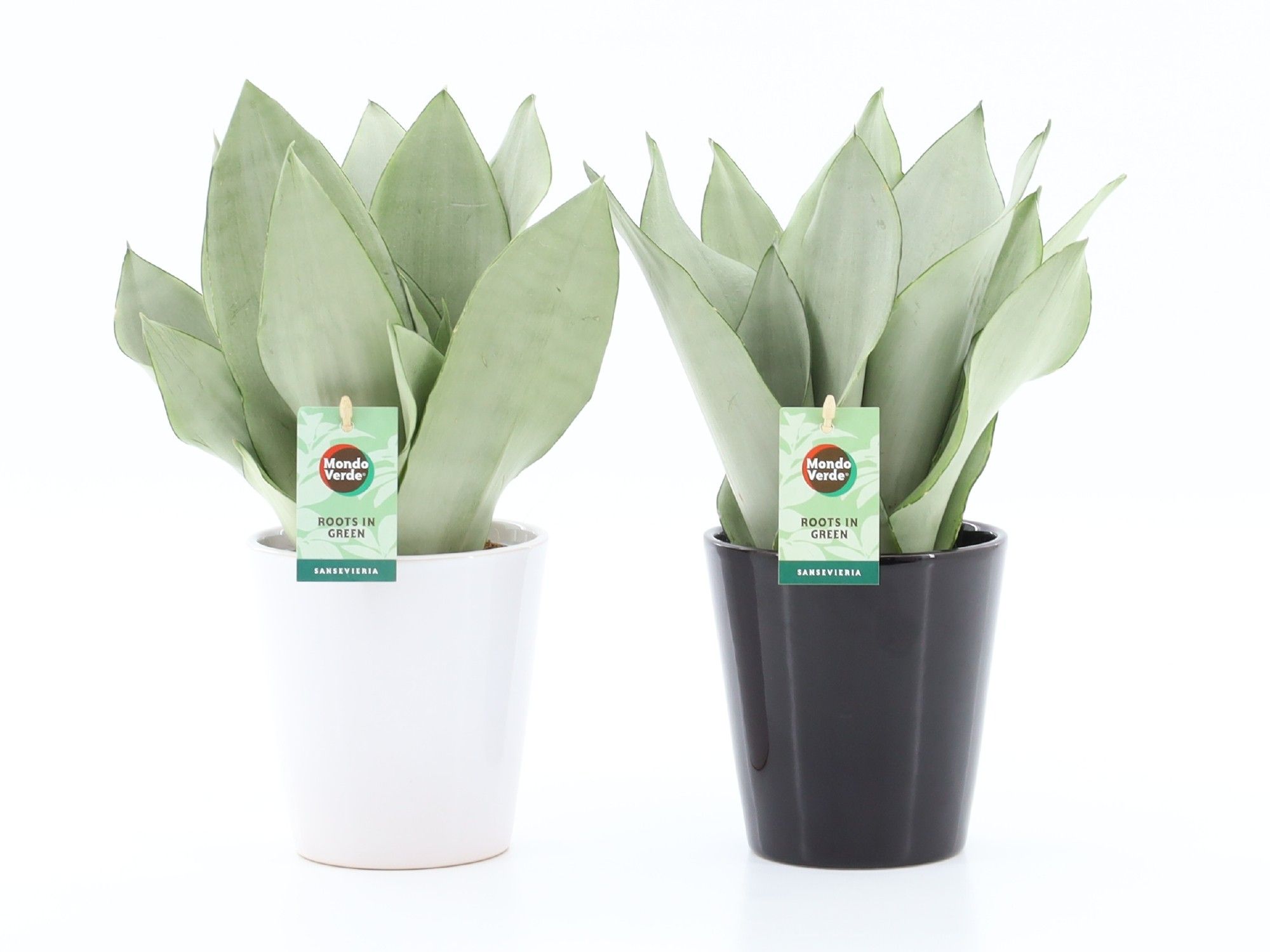 Sansevieria Moonshine in Zwart & Wit keramiek, D 13