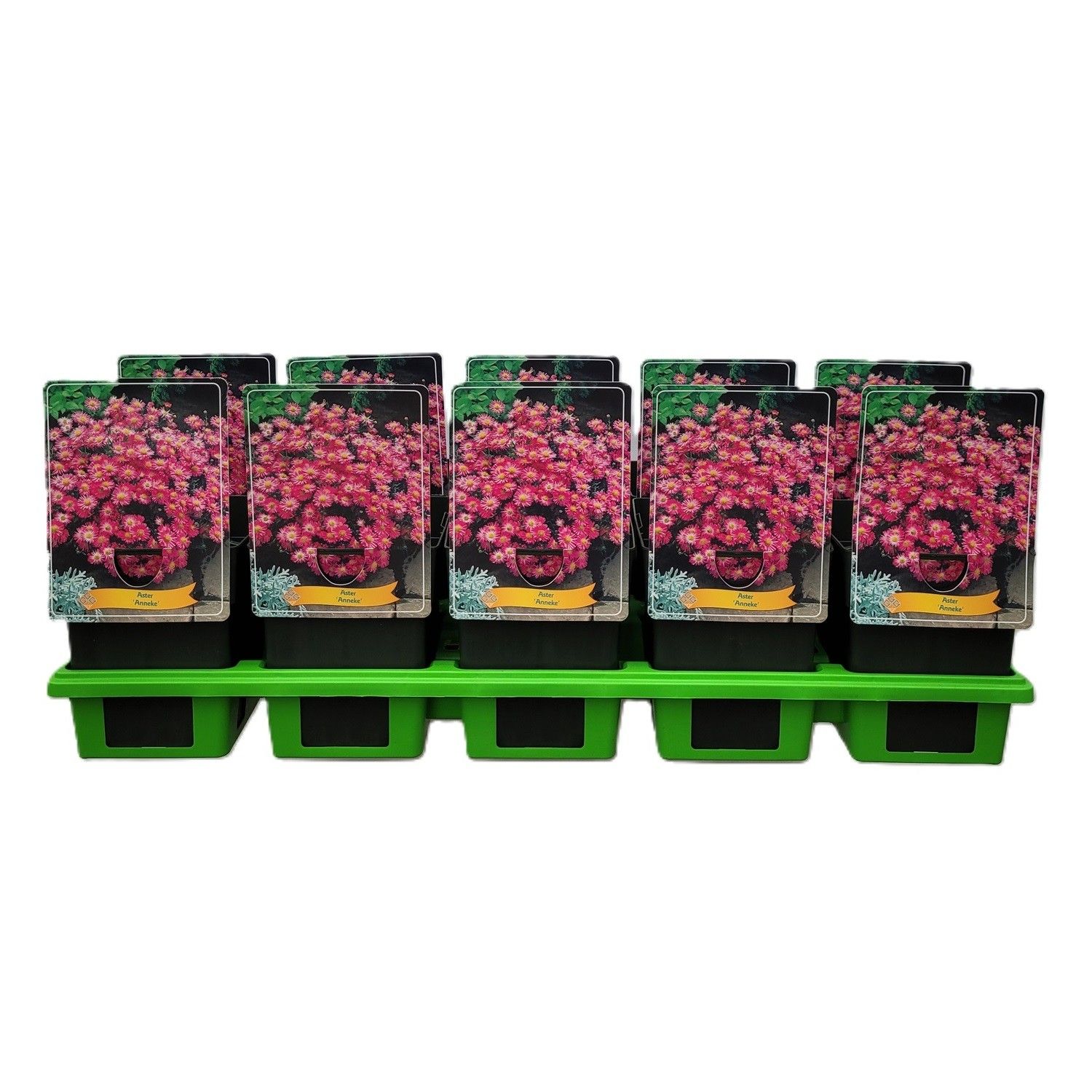 Aster Dumoses 'Anneke' P11, D 11