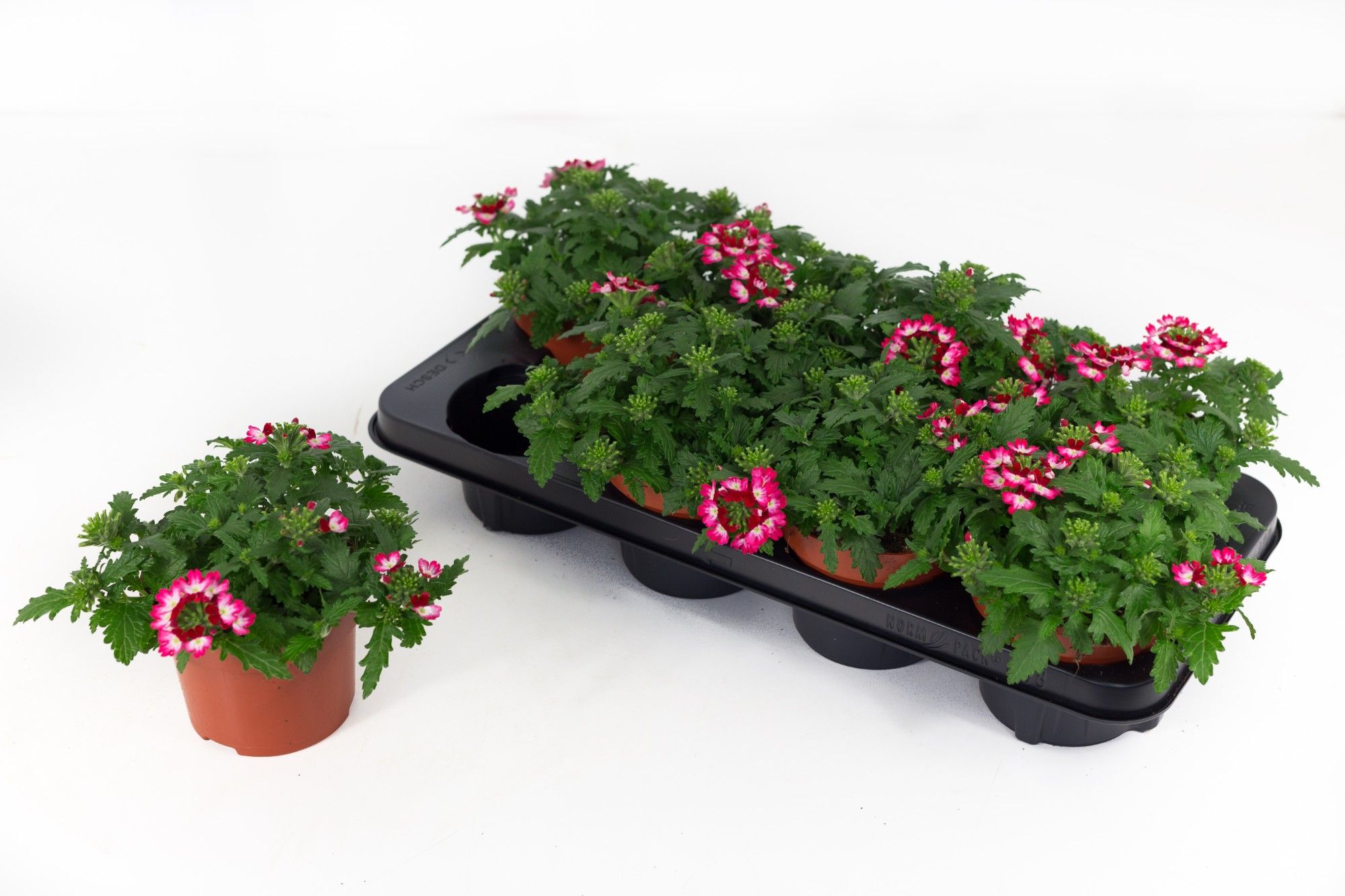 Verbena Drums Red Shades 13, D 13