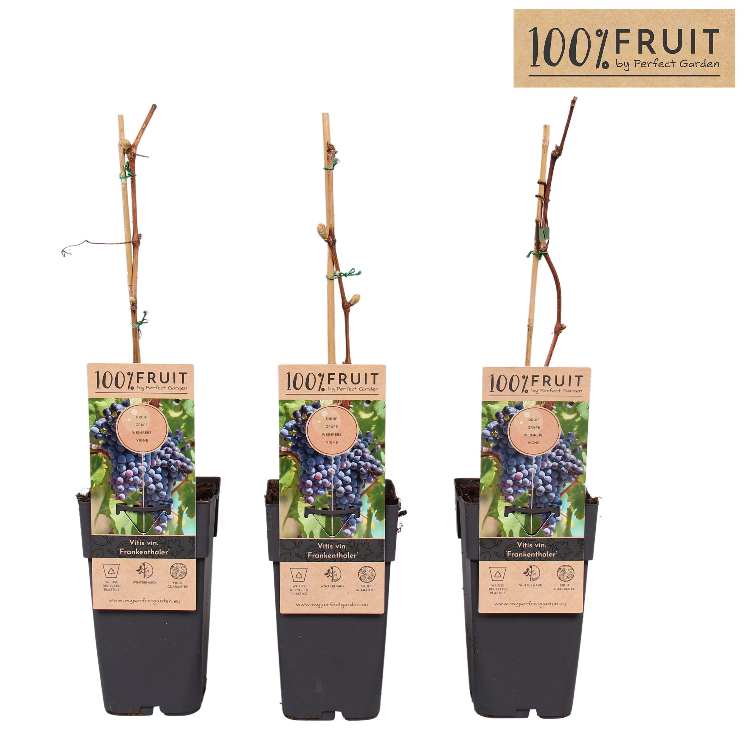 Vitis Frankenthaler P15, D 15