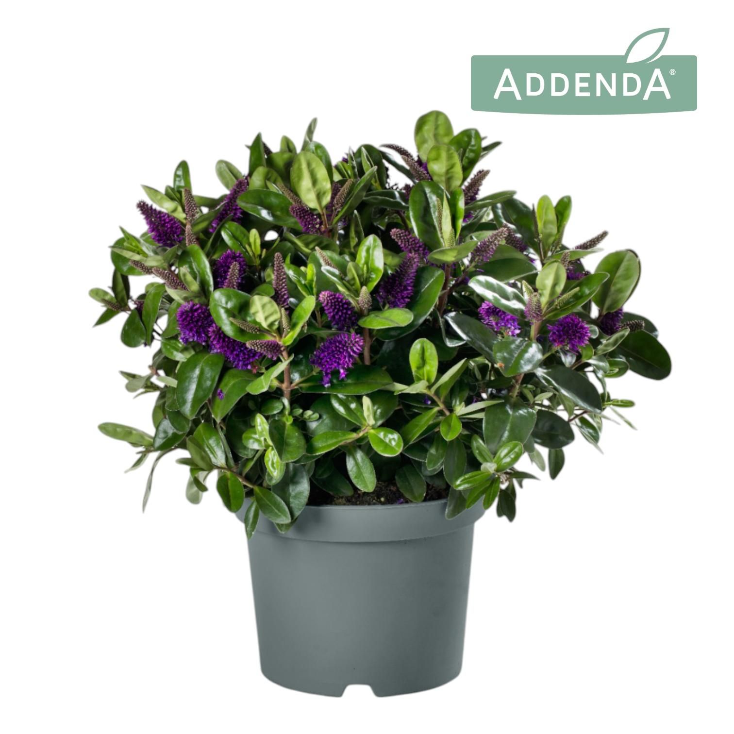 Hebe Addenda® Donna® Purple P19, D 19