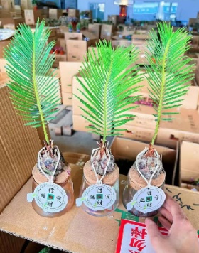 Саго цикас Премиум Колорфул Три-колор Гидропоник Литтл Кйкад 12瓷盆 12 27