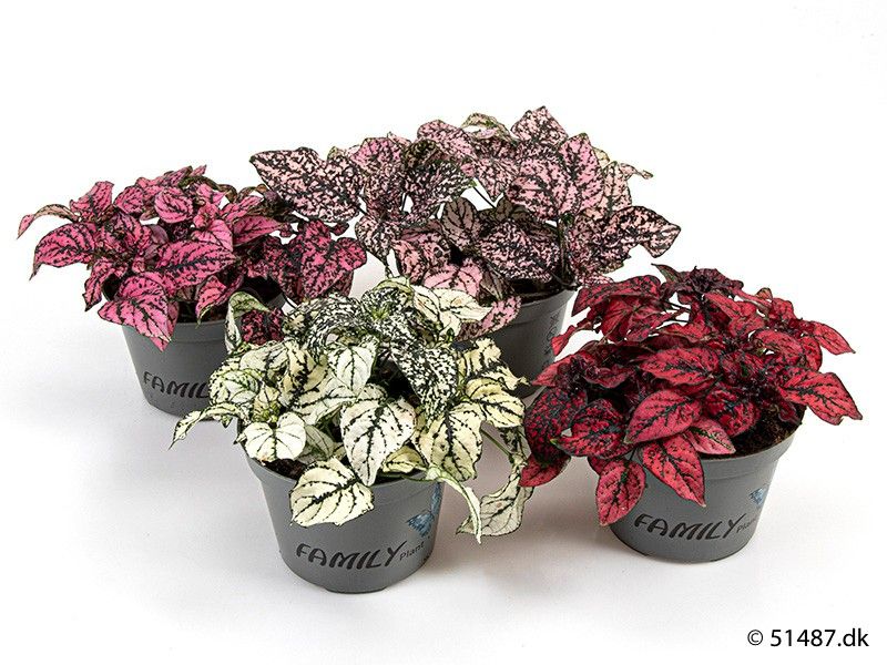 HYPOESTES PHYLLOSTACHYA 'MIX', D 11