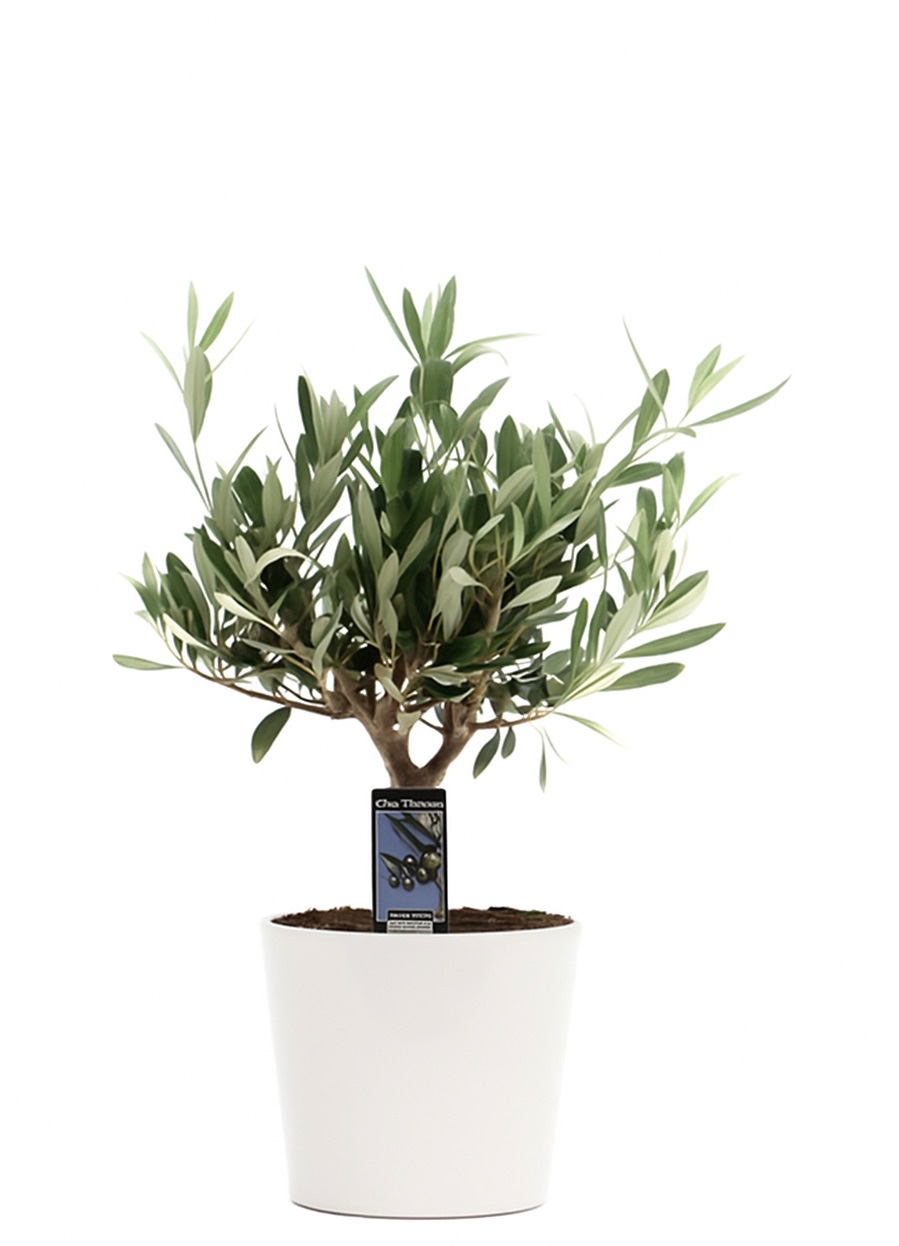 Olea Olijf in Keramiek Roma wit, D 16