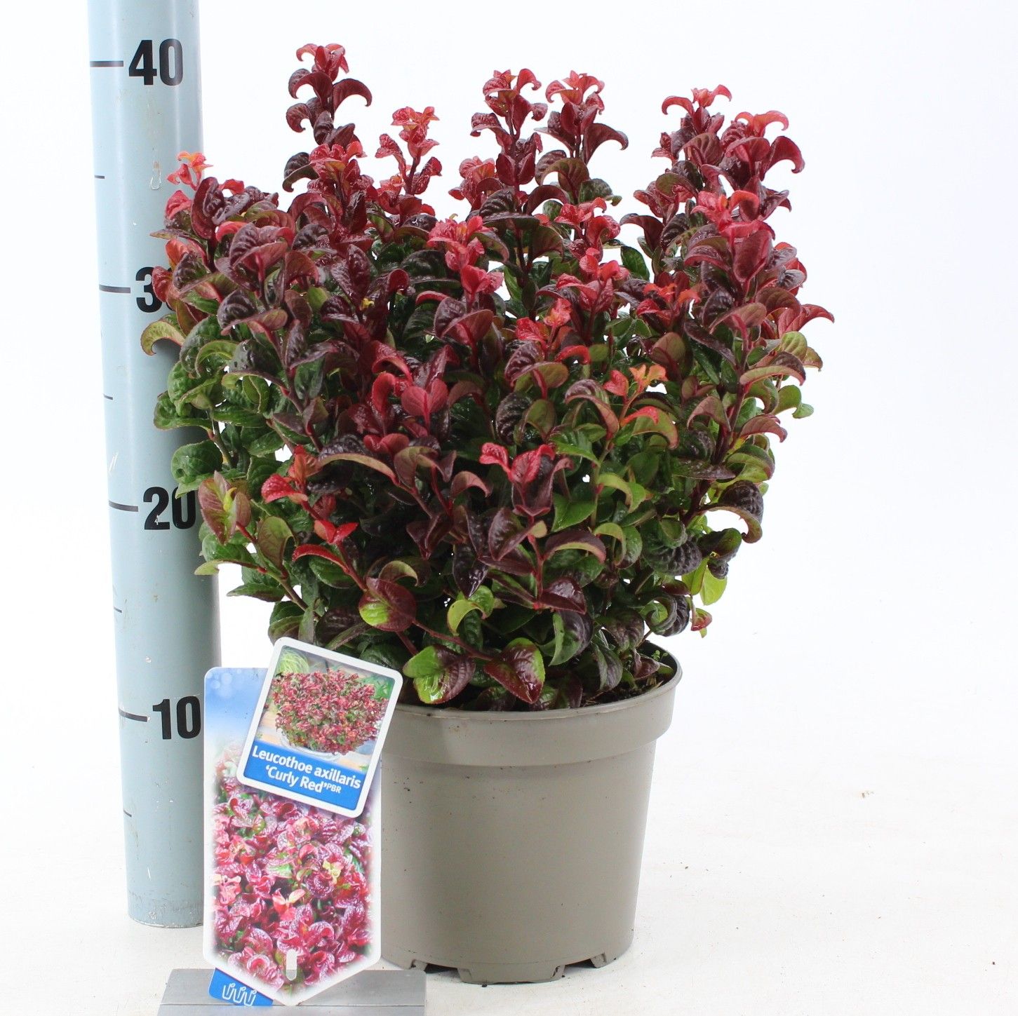 Leucothoe axillaris ‘Curly Red’ PBR, D 17 cm