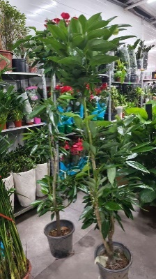 Драцена Шапед бранчес Пич три 28 170