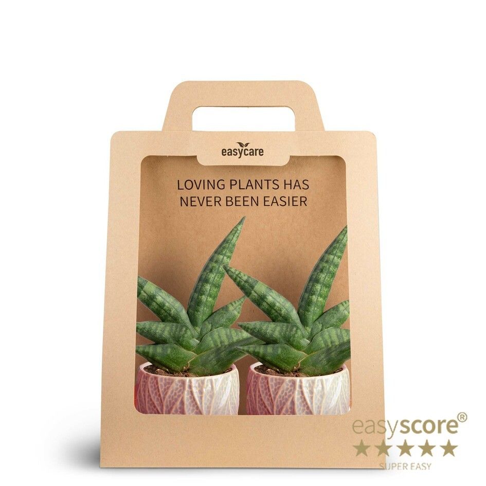 2-Pack Leaf Rosa, Boncellensis, D 7 cm 2-Pack Leaf Rosa, Boncellensis, D 7 cm