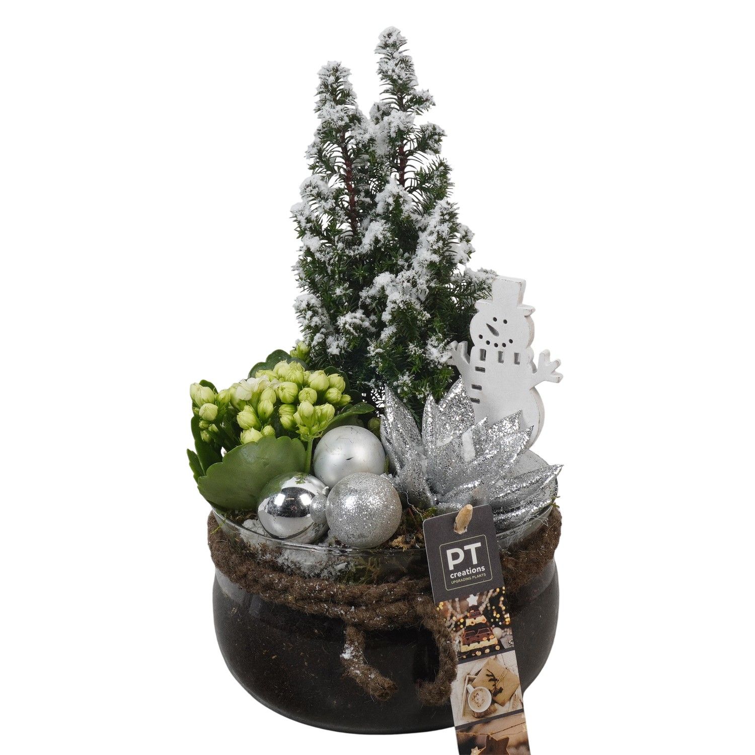 PTCHW4372 Arrangement Christmas White in glas schaal, D 16 cm