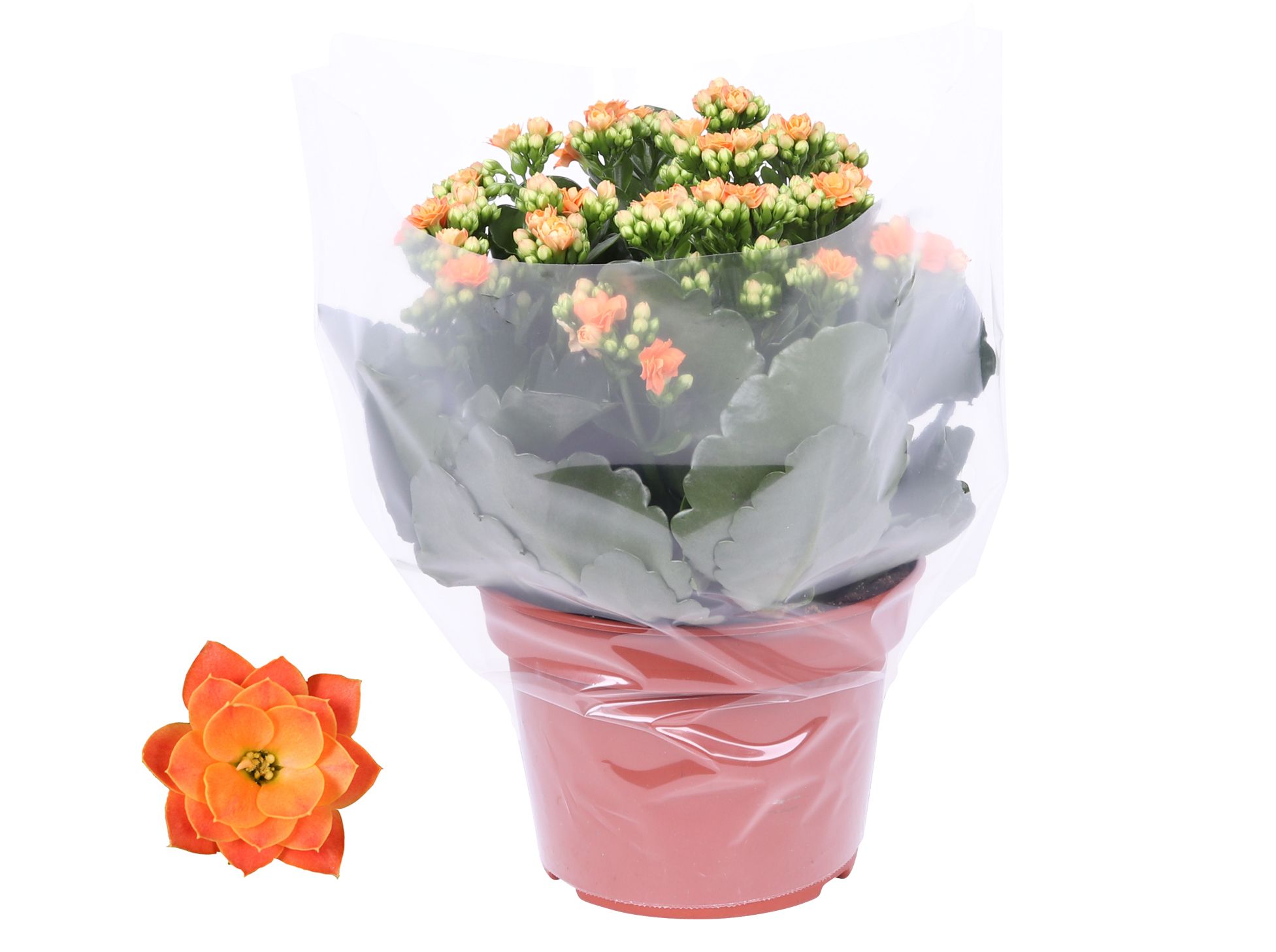 Kalanchoe Rosalina 15cm Don Pedro oranje, Blanco hoes, D 15