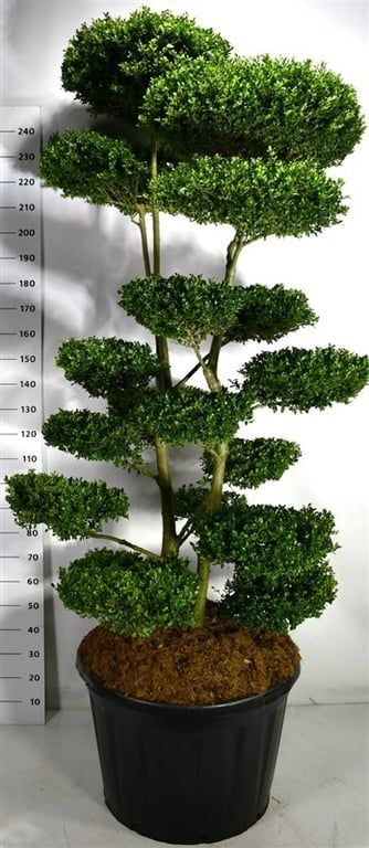 Ilex crenata "Ellipta Convex", D 80