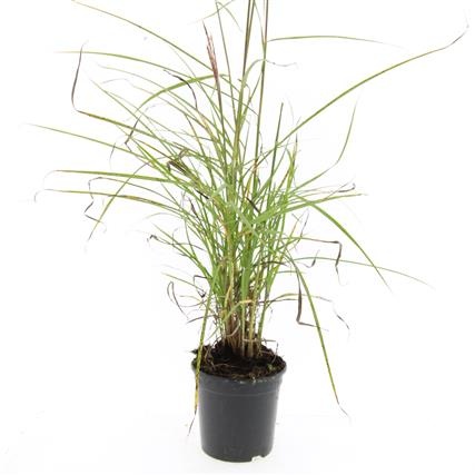 Miscanthus s. 'Kleine Silbersp.', D 14 cm