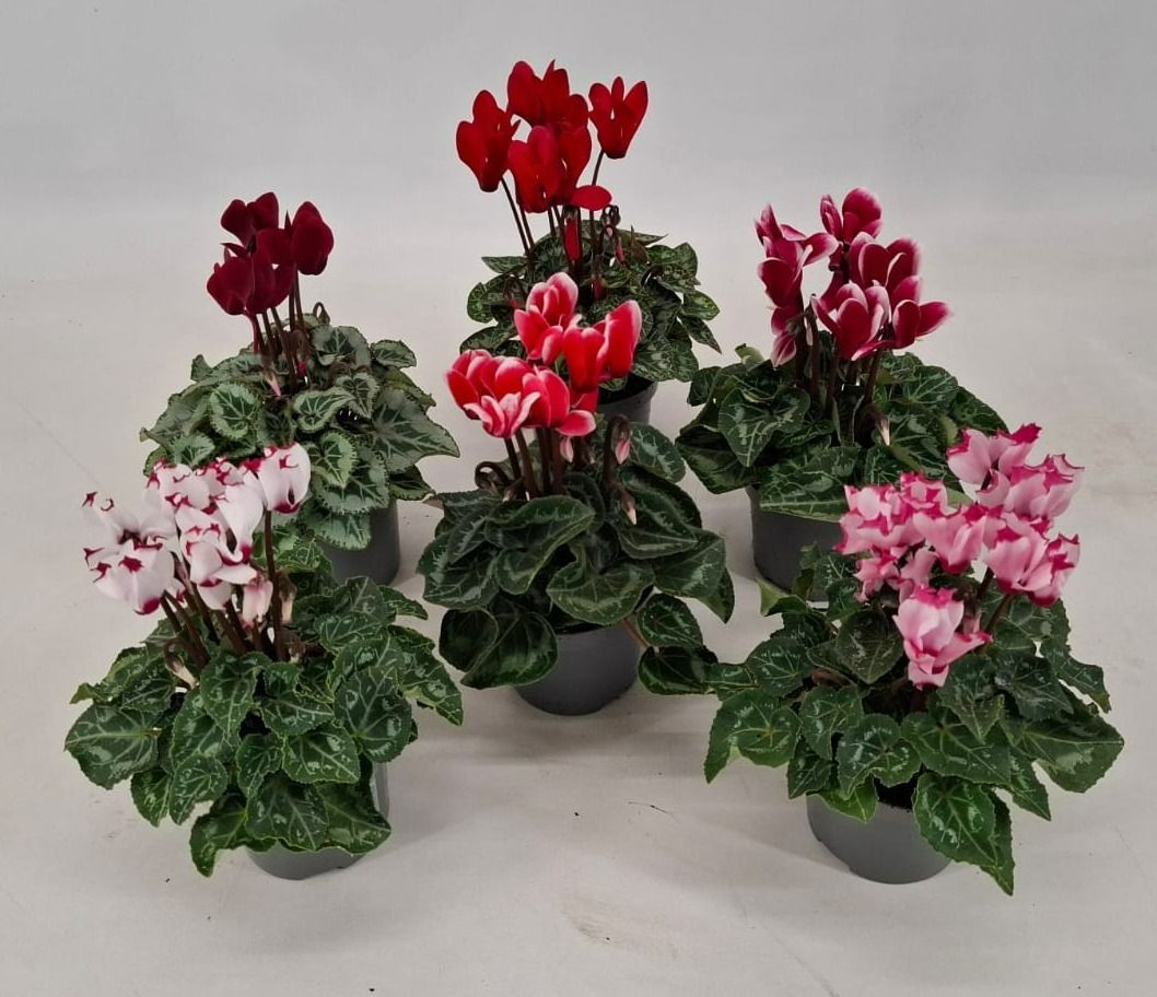Cyclamen mix 9 cm - Specialties, D 9