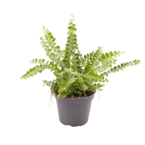 Nephrolepis Exaltata Duffy5 cm, D 6 cm