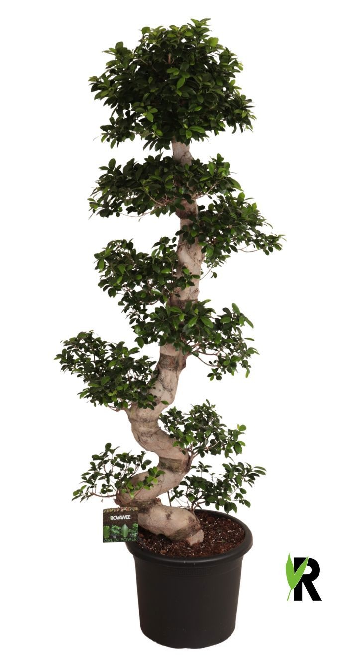 Ficus micr. S-type in kunststof sierpot, D 45