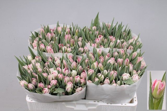 Тюльпан дв. Флэш Поинт (ярко-роз.), шт.