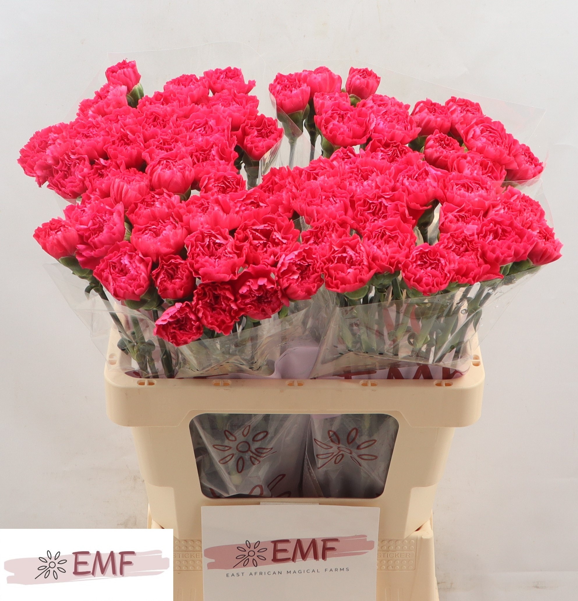 Диантус од. Сервантес, шт.