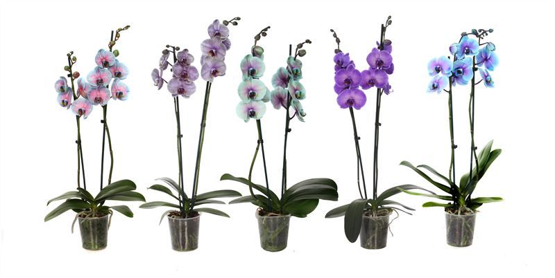 Phal I am special mix 2T14+, D 12