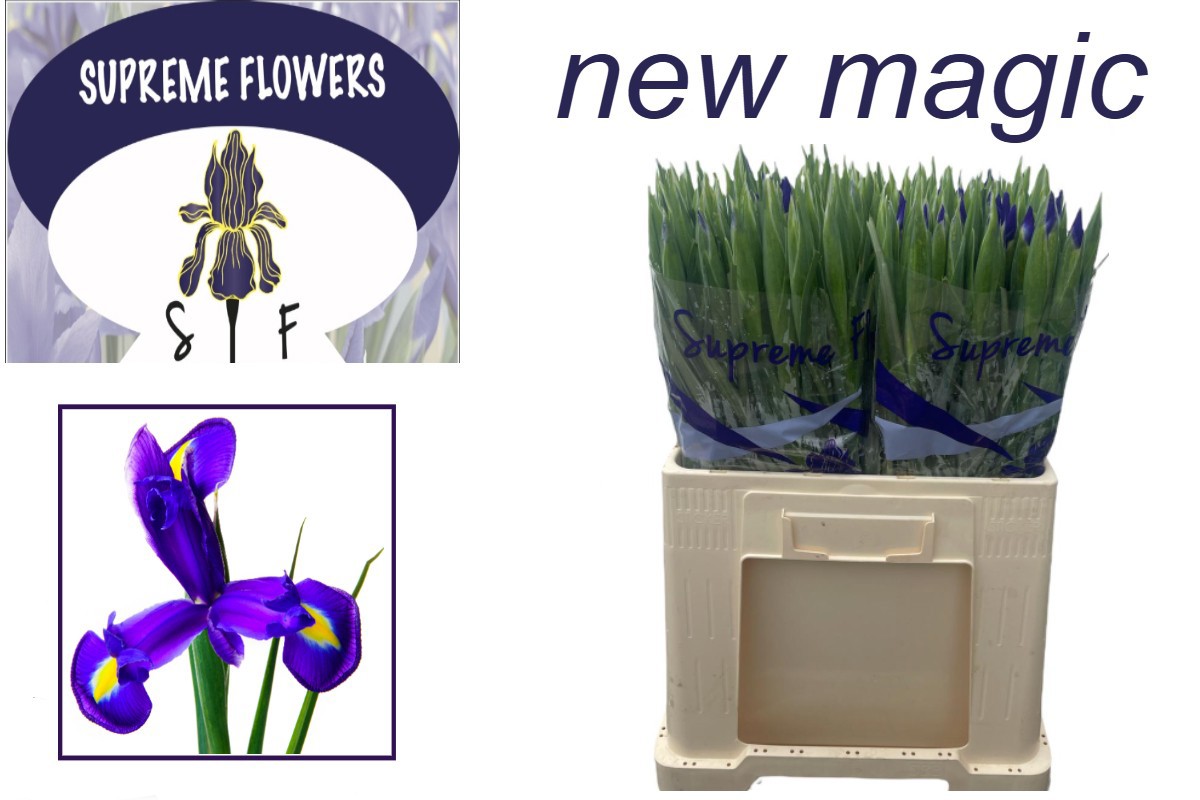 Ирис Нью Мэджик, шт.