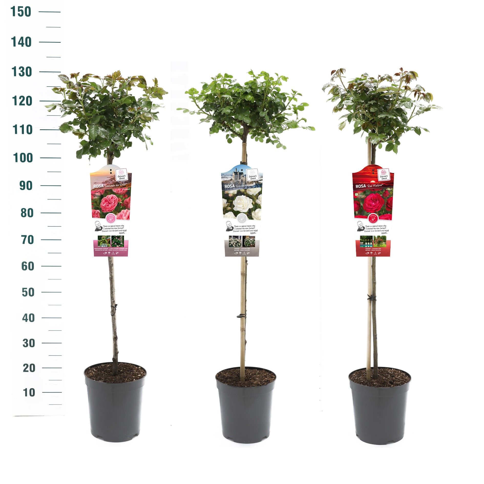 Rosa 'Mix' - 90 Stam - Exclusive Collection, D 24 cm Rosa 'Mix' - 90 Stam - Exclusive Collection, D 24 cm