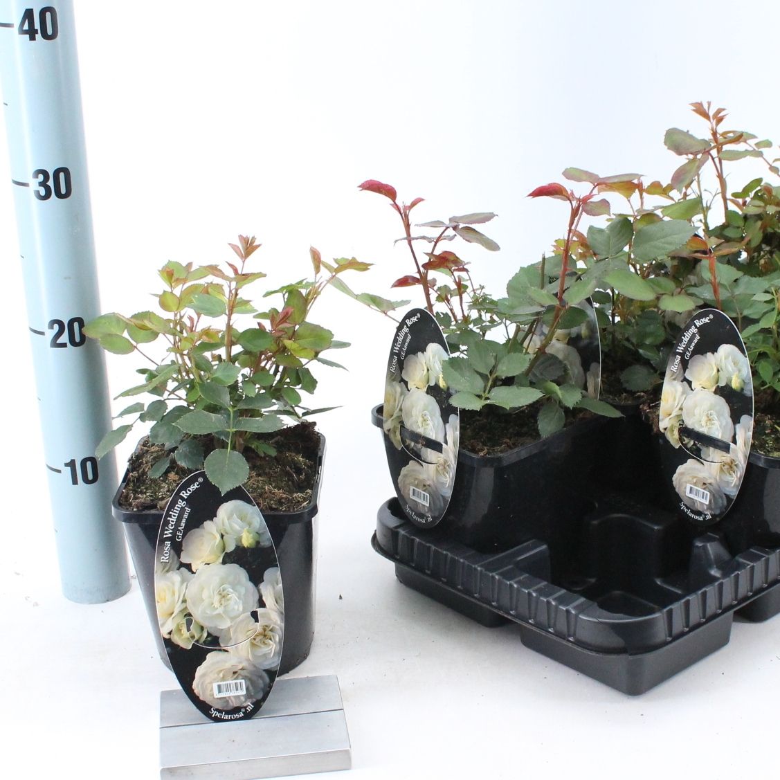 Rosa (PA) 'Wedding Rose' ®, D 14 cm