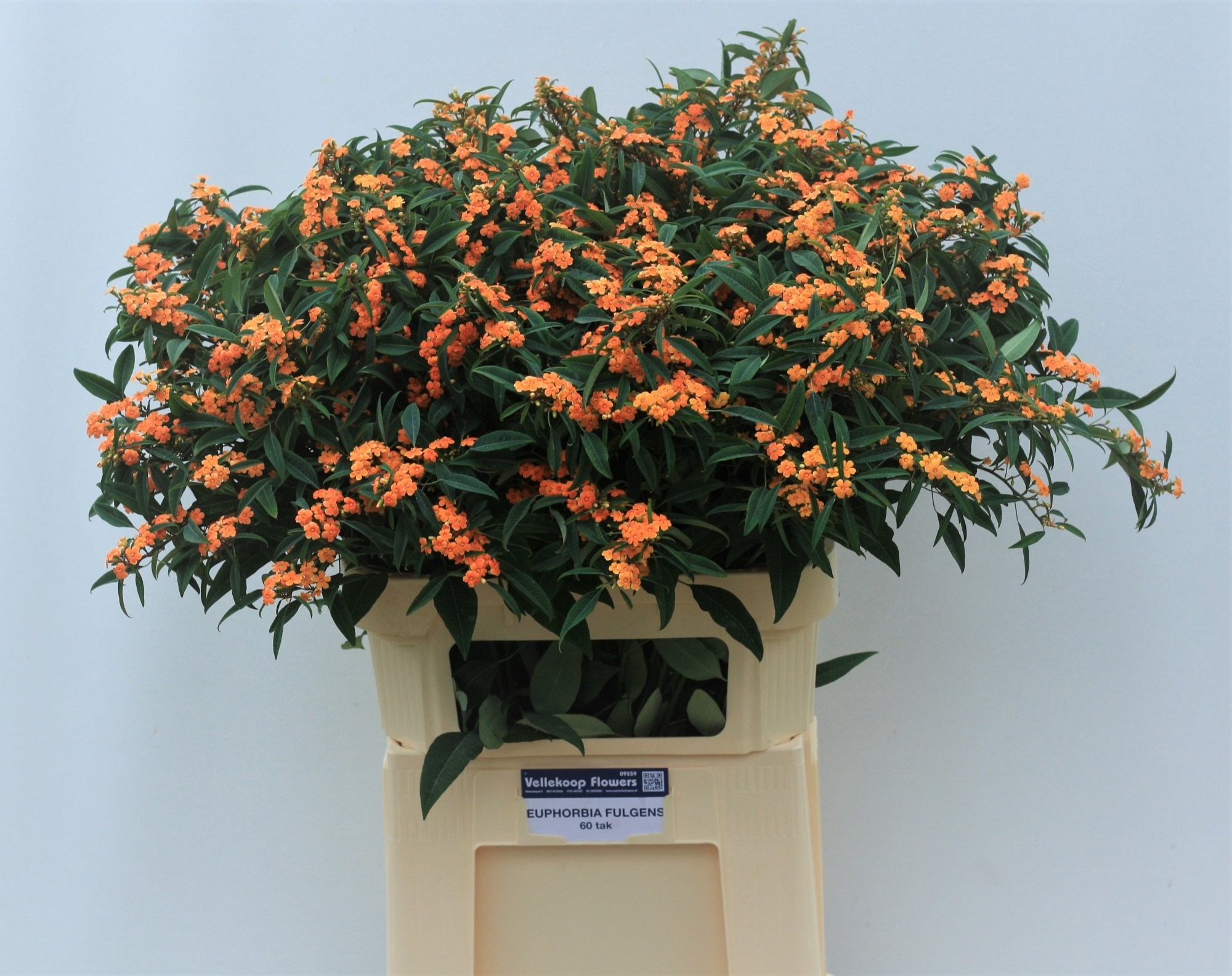 Эуфорбия куст. Санстрим 80, шт.