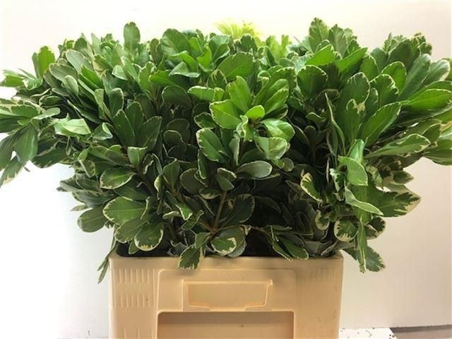 Питтоспорум Илан 70, шт.